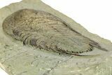 Lower Cambrian Trilobite (Neltneria) - Issafen, Morocco #227808-4